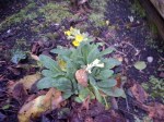 early cowslips in my garden