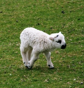 little lamb