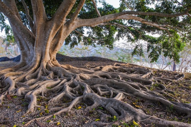 tree-with-deep-roots-image-source-siambizkit/Shutterstock.com